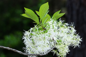 fringe tree medicinal uses